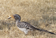 Tockus leucomelas